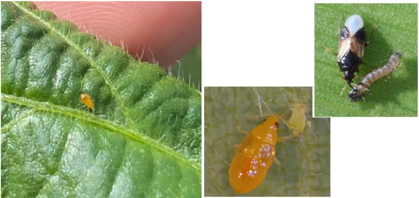 Minute pirate bug nymph on soybean (left) and feeding on soybean aphid (center). Mature MPB feeding on western bean cutworm larvae (right). MPB are predatory insects that feed on many common crop pests.